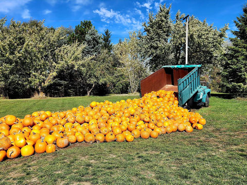 萬聖節的南瓜快到了！