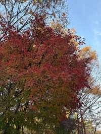 가을 단풍으로 물든 상암동 평화의공원 반려견 산책하기 좋은 곳🍁