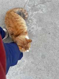 日落雲霧裡的貓影西安