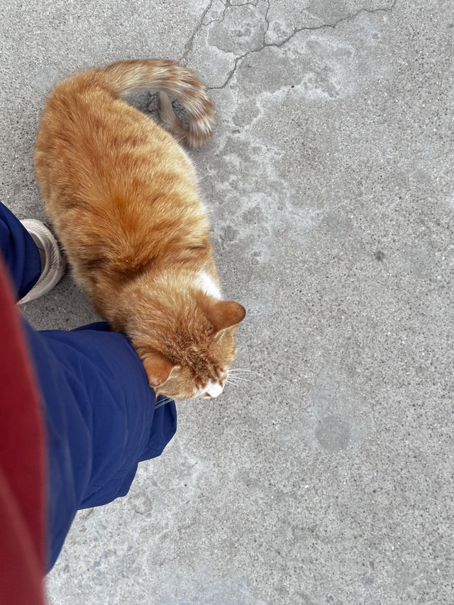 日落雲霧裡的貓影西安 日落雲霧裡的貓影西安