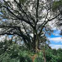 เดินชิลที่ Monte Cecilia Park สูดอากาศดีเต็มปอด