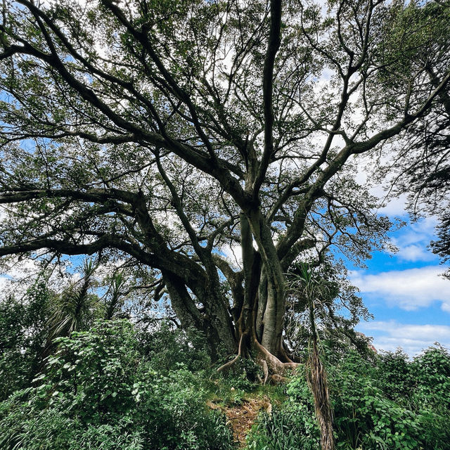 เดินชิลที่ Monte Cecilia Park สูดอากาศดีเต็มปอด