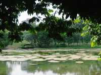 Eco-Adventure in the City: Cycling and Exploring the Wetland Trails