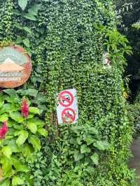 บ้านแม่แมะ เชียงดาว — หมู่บ้านกลางหุบเขาที่เงียบ