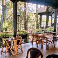 Nature-Lover’s Dream Stay: Cozy Hotel Review 🏡🌲