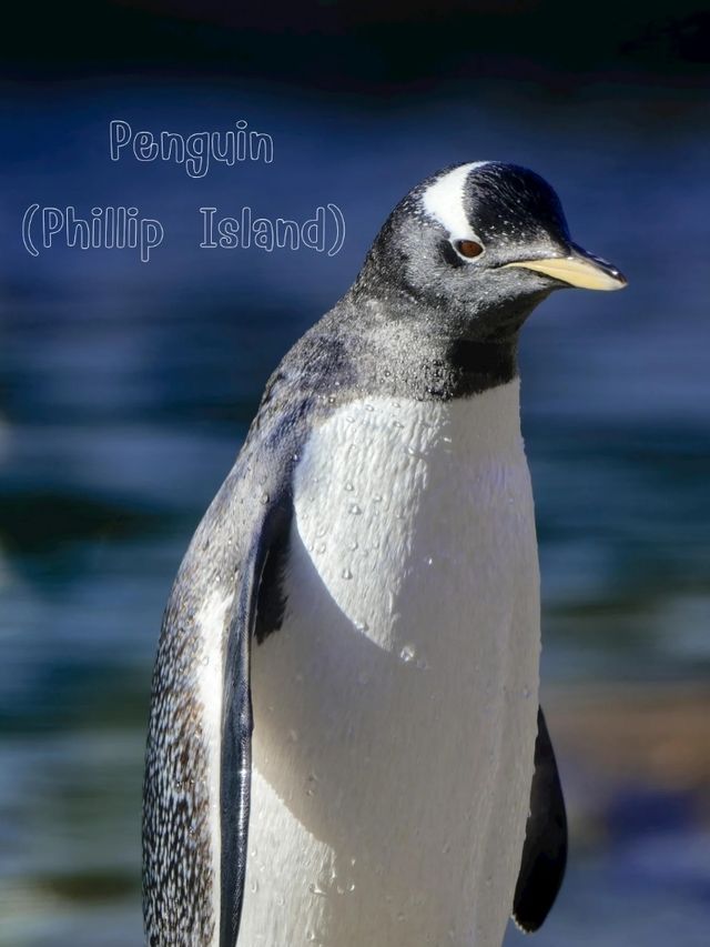 Penguin Austria Penguin Austria