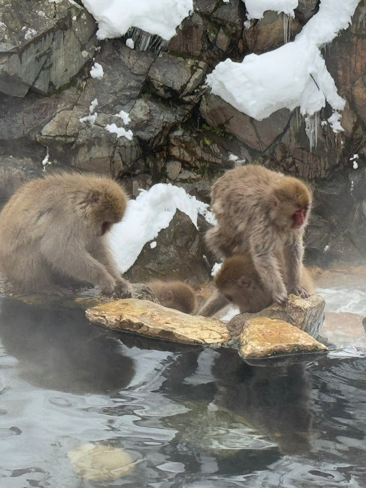 雪猿と水浴び：日本で最もユニークな冬の体験 | Trip.com 山ノ内町