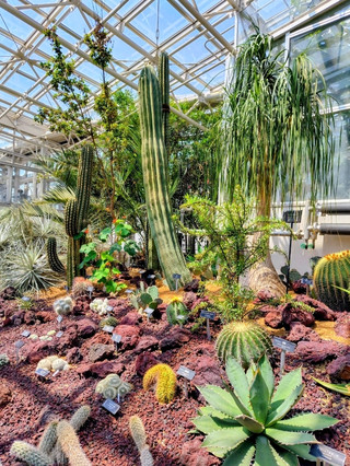 神代植物公園大溫室裡欣賞秋海棠