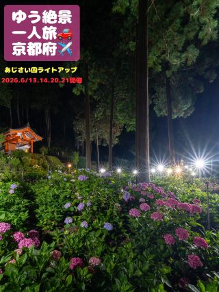 4日間限定のライトアップ⁉️1万株の紫陽花が咲き乱れる三室戸寺 あじさい庭園