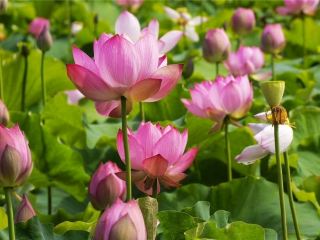 🌸 Tonghui Changlong Ecological Park | A Summer Painted in Lotus Blooms