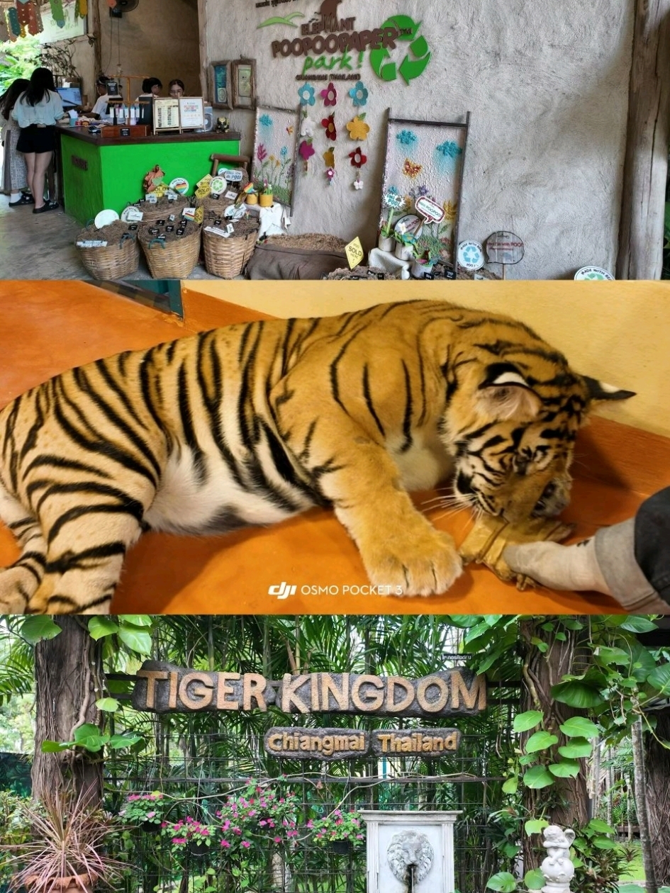 🇹🇭チェンマイへの旅行の計画は不要です。ホテルが食事、飲み物、エンターテイメントなど、あらゆるニーズに対応します✈️