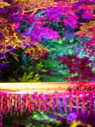 [Otsu City, Shiga Prefecture] The paradise-themed illumination is back and better than ever this year (decorated with wind chimes...