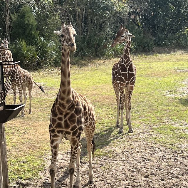 Encountering 🦒 at Jacksonville zoo