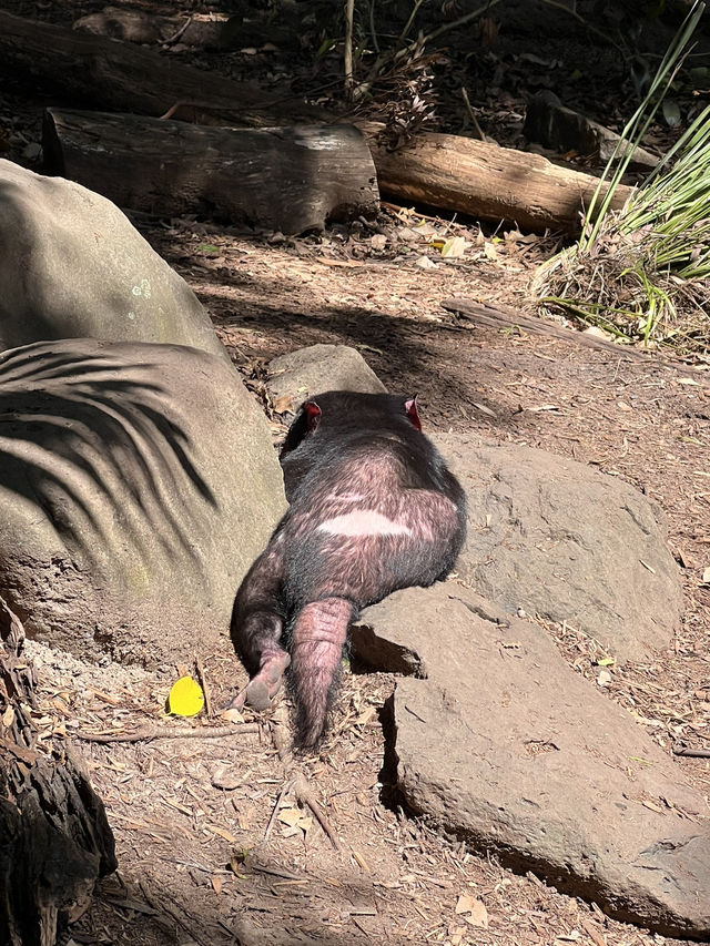 來黃金海岸一定要來抱無尾熊🐨餵袋鼠🦘
