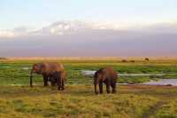 8 Days Classic Kenya Safari Experience 