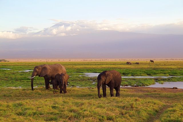 8 Days Classic Kenya Safari Experience 