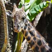 Los Angeles Zoo 🇺🇸