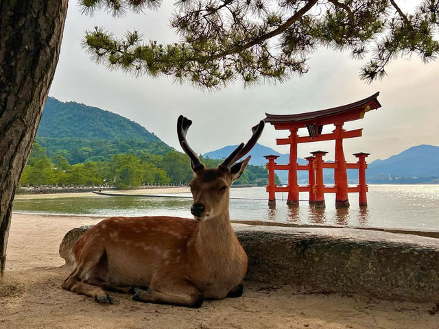 이쓰쿠시마 사원: 일본의 떠다니는 아름다움의 아이콘 ⛩️🌊