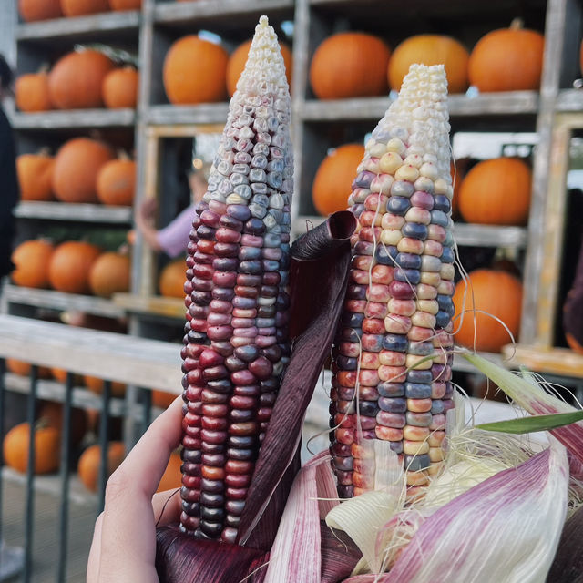 Pumpkin Patch Perfection: Halloween at Tulleys Farm