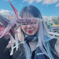Pumpkin Patch Perfection: Halloween at Tulleys Farm