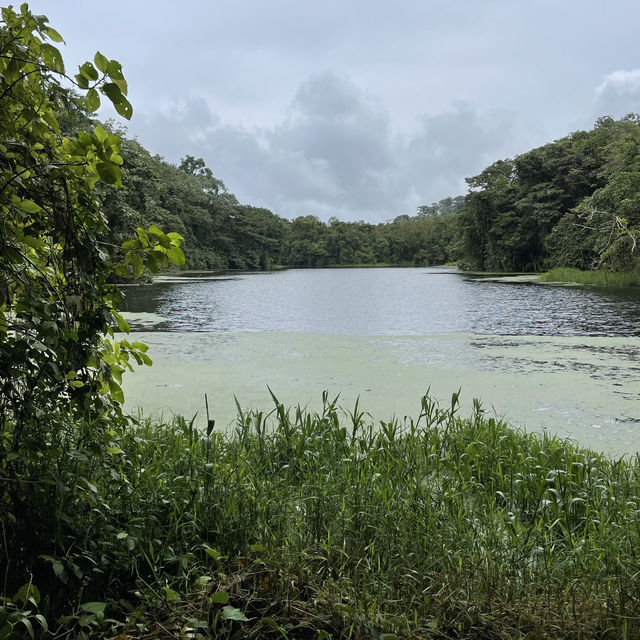 A volcano in the rainforest 