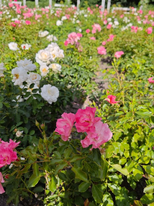 A Blooming Escape on Margaret Island 🌹✨