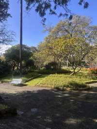 Green Funchal 