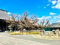 Jodo Shinshu Honganji School registered as a World Cultural Heritage Site