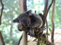 Koalas