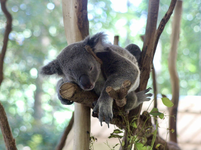 Koalas