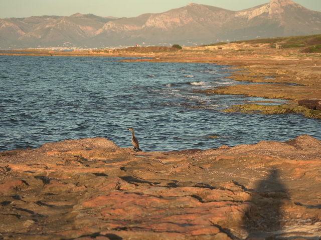 Is Can Picafort the ideal base whilst staying in Mallorca? 