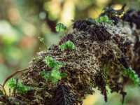 Step into a Fairytale: Exploring the Mossy Forest of Cameron Highlands