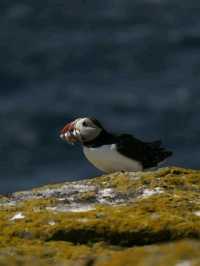 Puffin Watching on the Isle of May – A Seabird Safari to Remember!