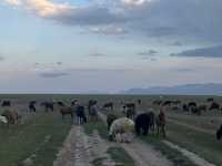 Wild Encounters: A Kyrgyzstan Summer Adventure