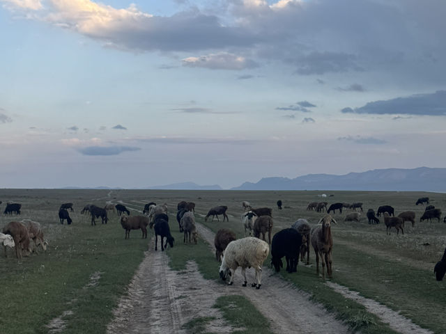 Wild Encounters: A Kyrgyzstan Summer Adventure