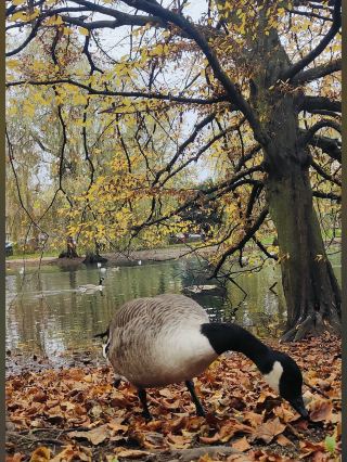 🍃 Wardown Park – A Small Park with a Big, Lively Heart 🦆