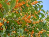 キンモクセイ香る「桂花公園」