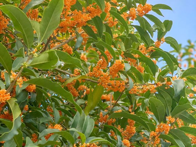 キンモクセイ香る「桂花公園」