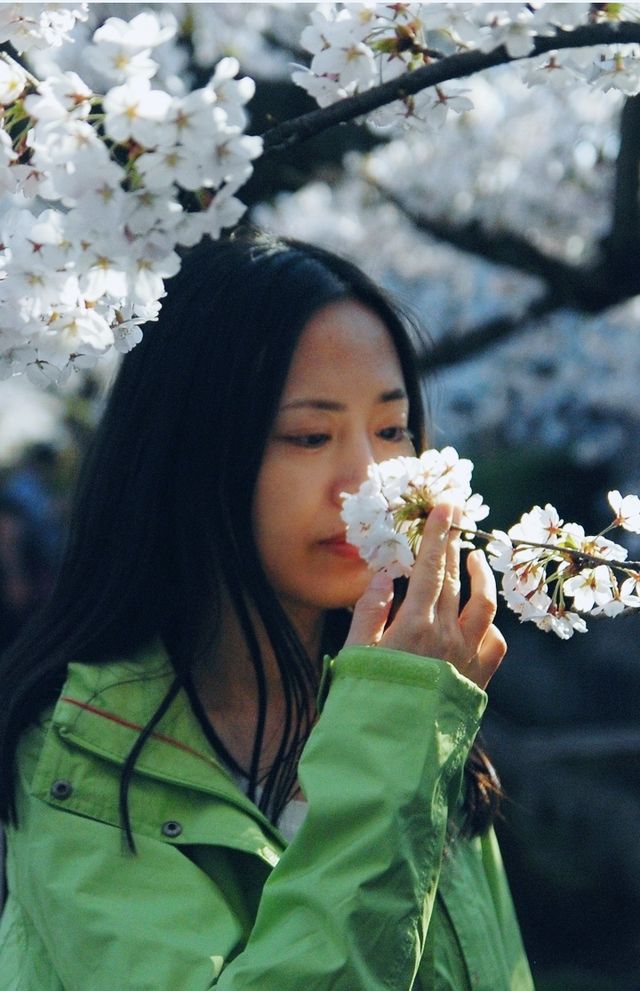 Spring is here, go to Japan and attend a cherry blossom festival!