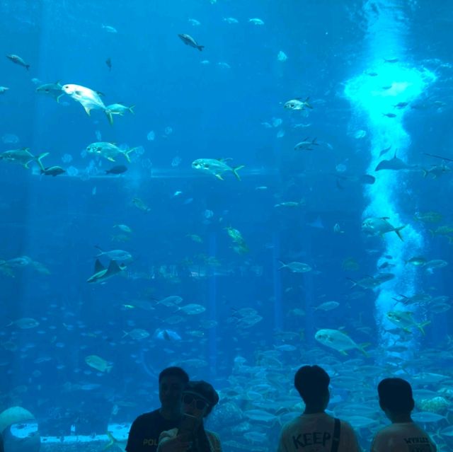 Beautiful Aquarium in Sanya 🇨🇳
