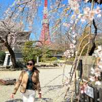 春日旅行｜一起去東京賞櫻吧！