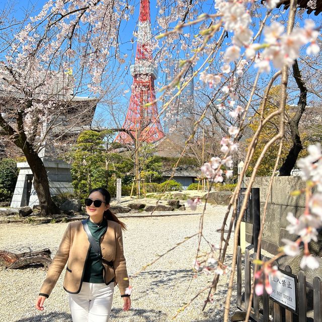 春日旅行｜一起去東京賞櫻吧！
