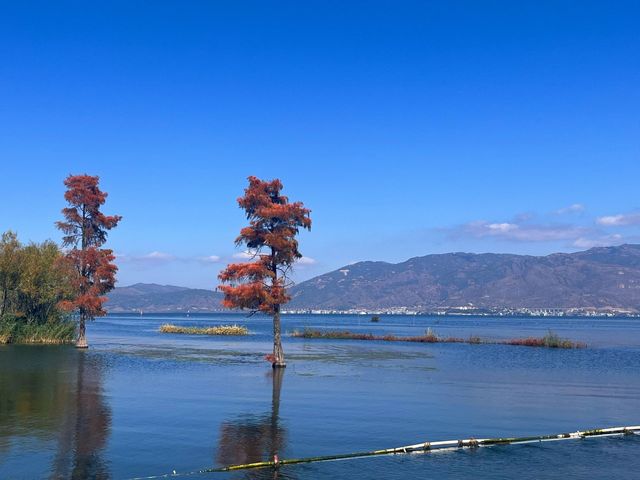 洱海｜風花雪月之景