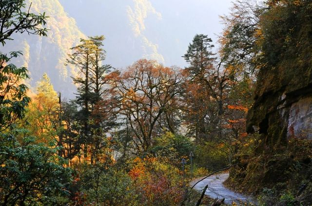 芦山的大深山裡的彩林秘境：大川河