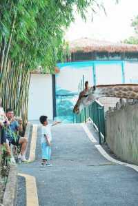 中山遊玩｜寶藏紫馬嶺動物園