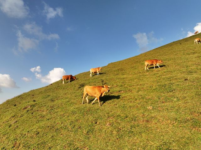 廣西玉林四勝頂，雲海之上的高山草甸