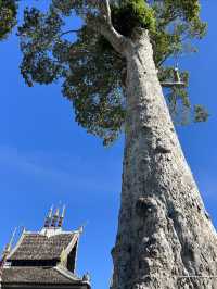 泰國清邁契迪龍寺（Wat Chedi Luang）