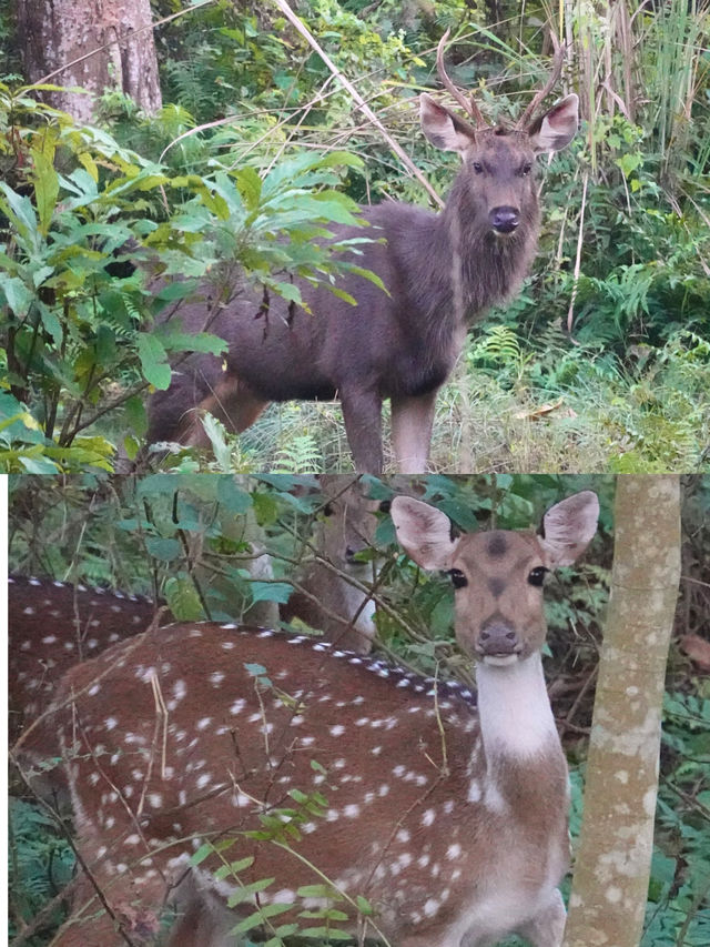 狂野奇特旺,叢林裡追逐遺產級的亞洲獨角犀牛 狂野奇特旺,叢林裡追逐遺產級的亞洲獨角犀牛