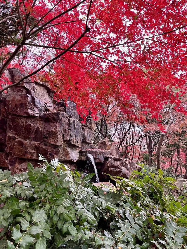 秋霞圃：一年之中，此時最紅！