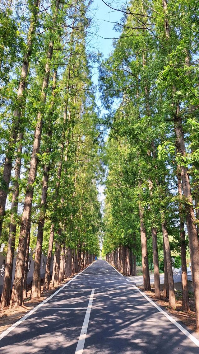 阜陽張莊公園丨小景區帶來“大滿足”